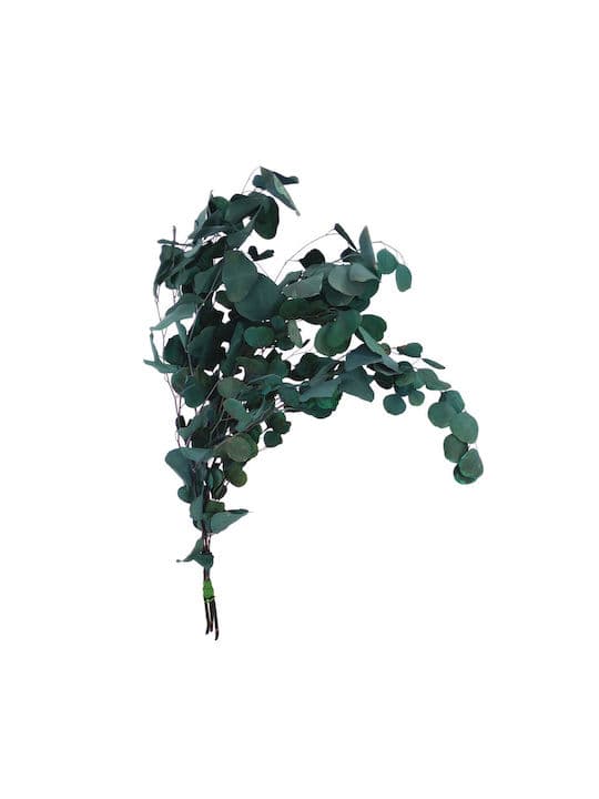 Eucalipt Natural Uscat Green 80cm