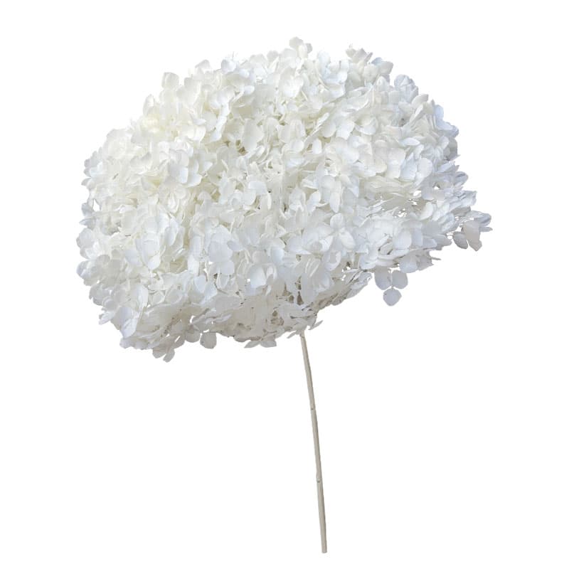 Hortensie Stabilizata Alba 55cm