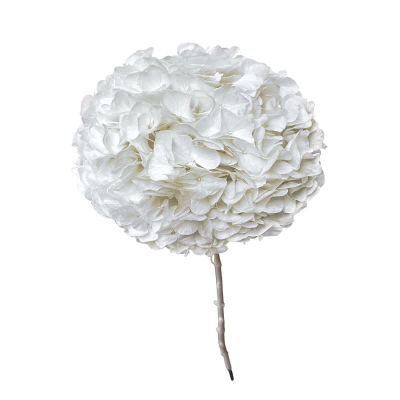 Hortensie Stabilizata Alba 65cm