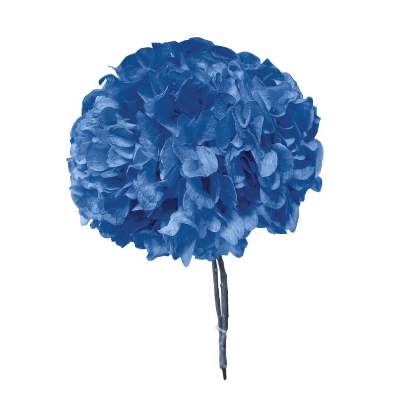 Hortensie Stabilizata Albastra 65cm