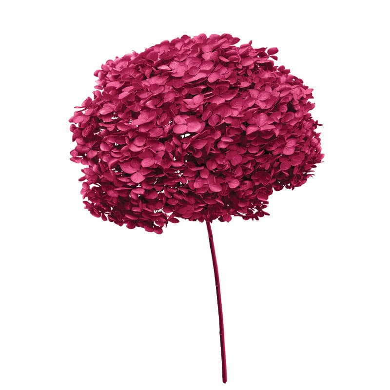 Hortensie Stabilizata Roz 55cm