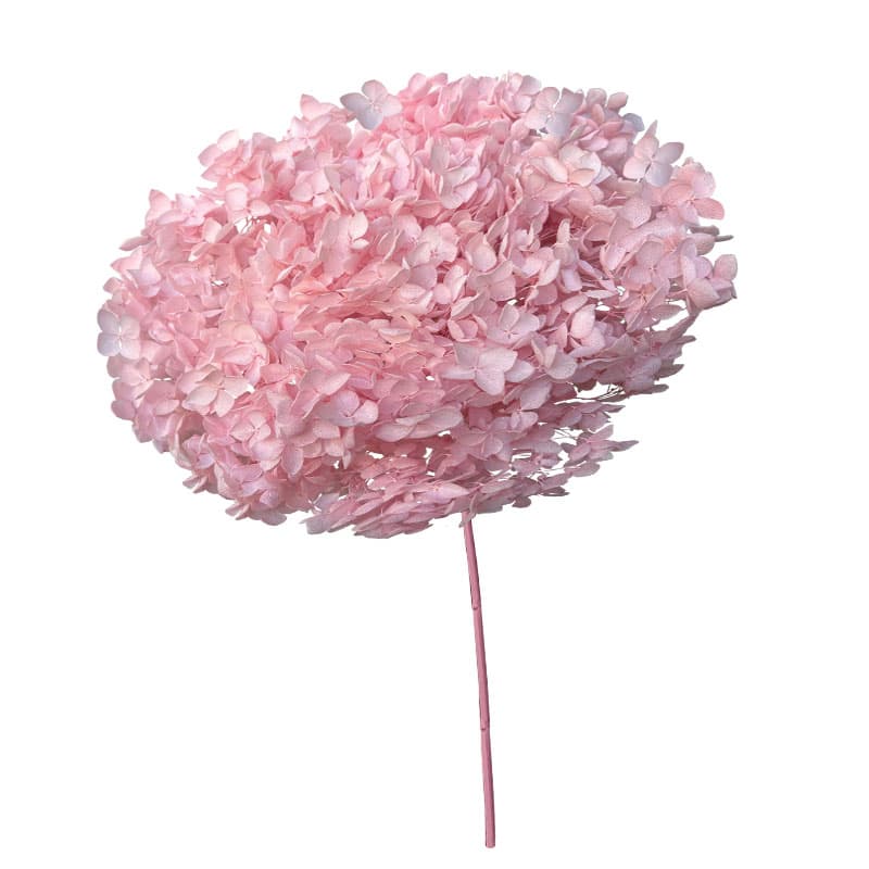 Hortensie Stabilizata Roz 55cm