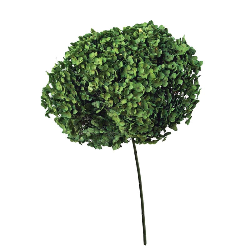 Hortensie Stabilizata Verde 55cm