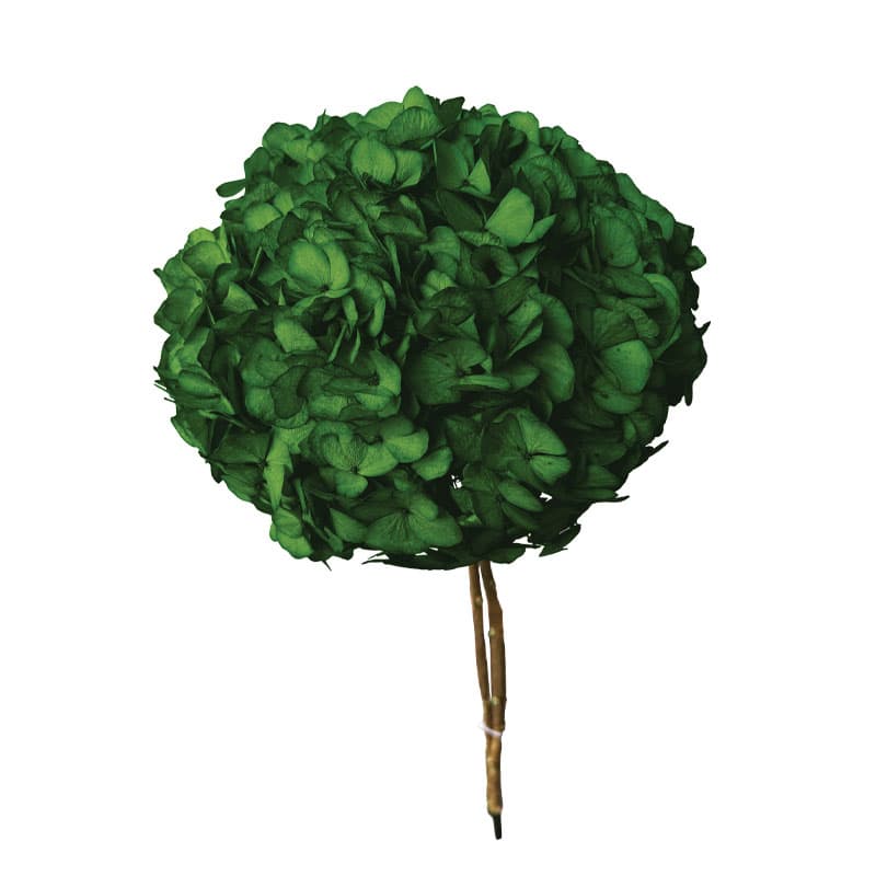 Hortensie Stabilizata Verde 65cm