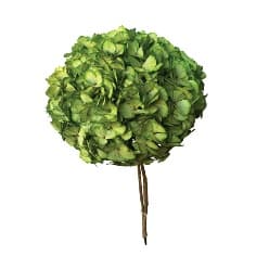 Hortensie Stabilizata Verde 65cm