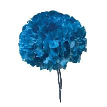 Hortensie Stabilizata Albastra 65cm